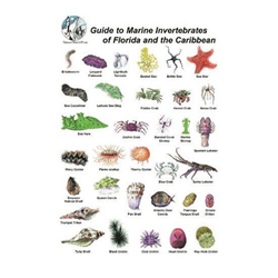 Marine Invertebrates Card